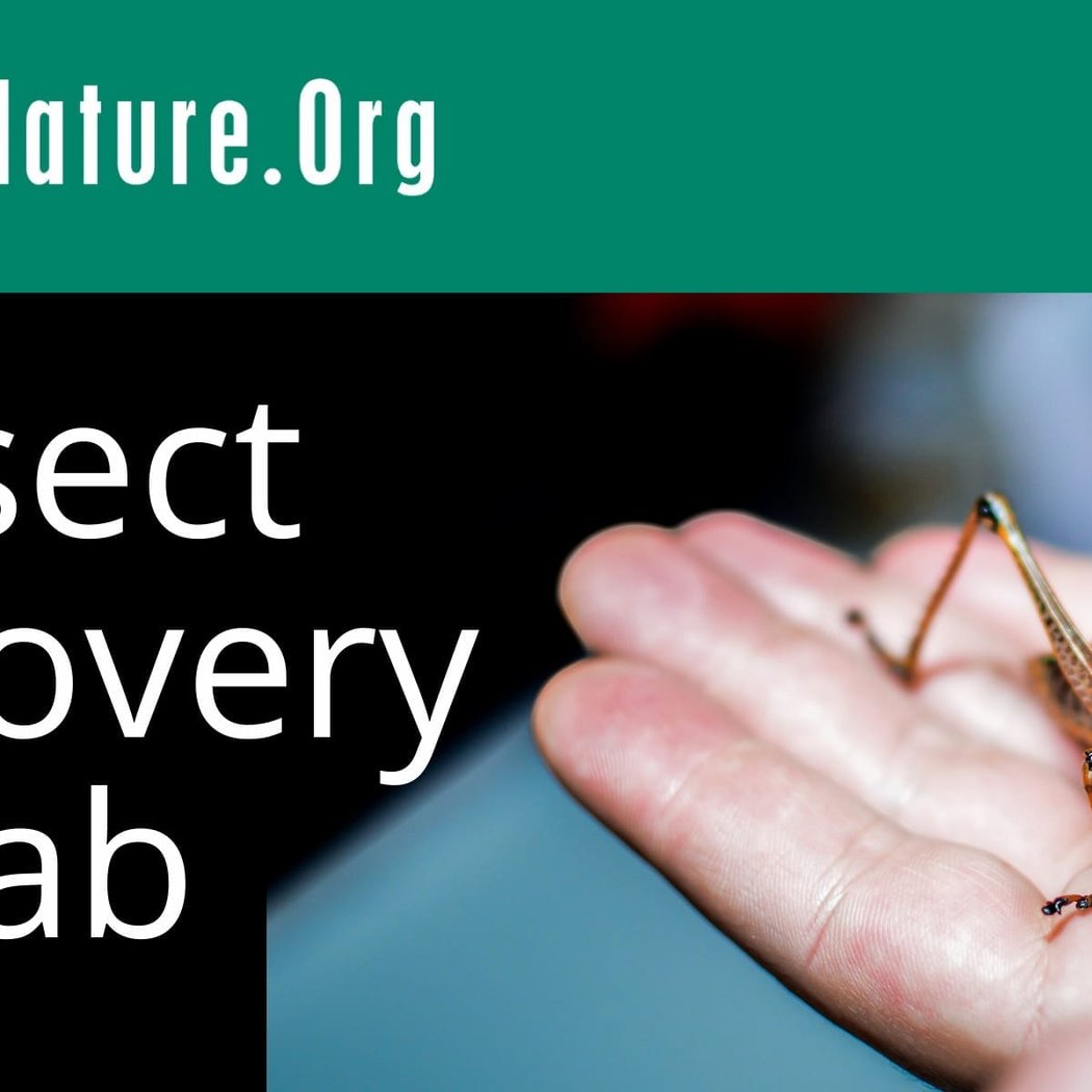 Insect Discovery Lab 1