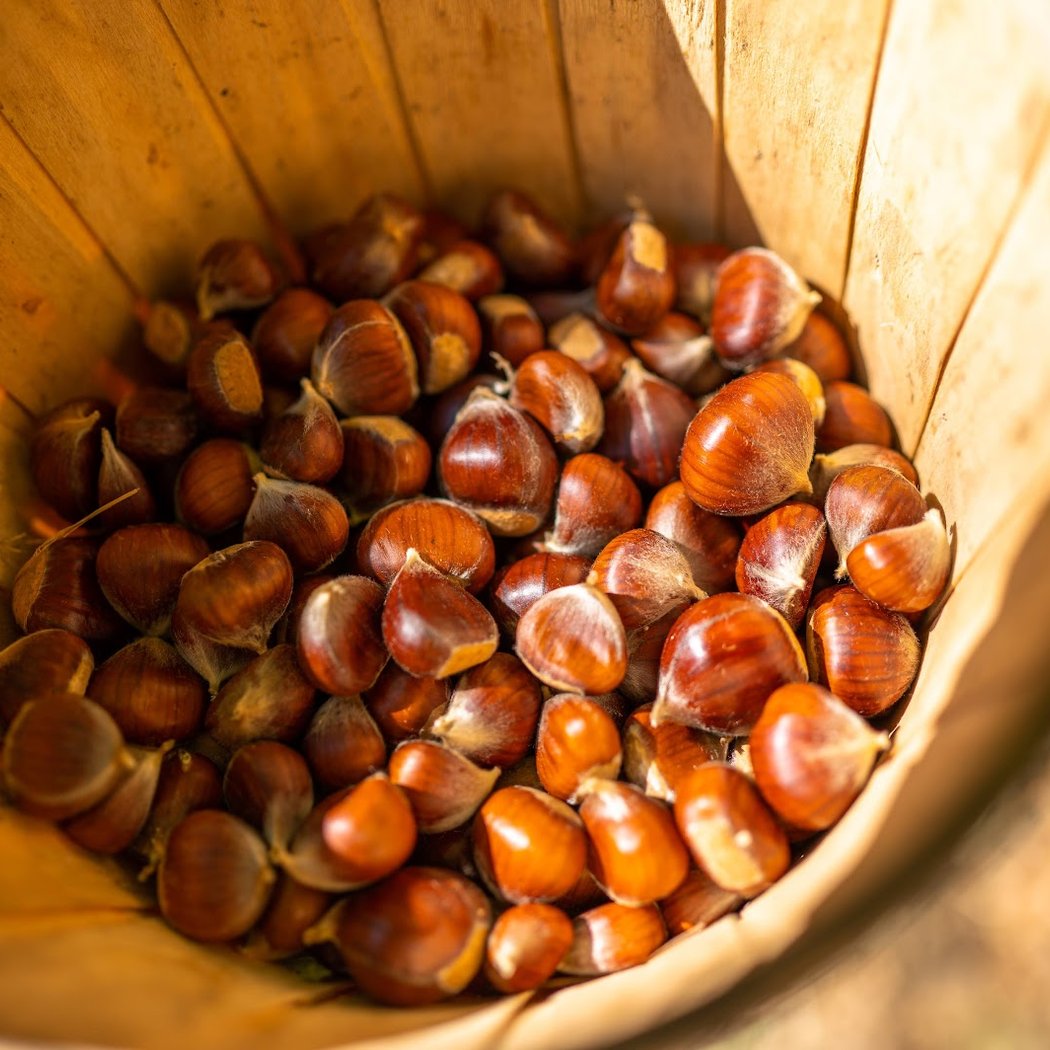 Skyline Chestnuts Orchard 1