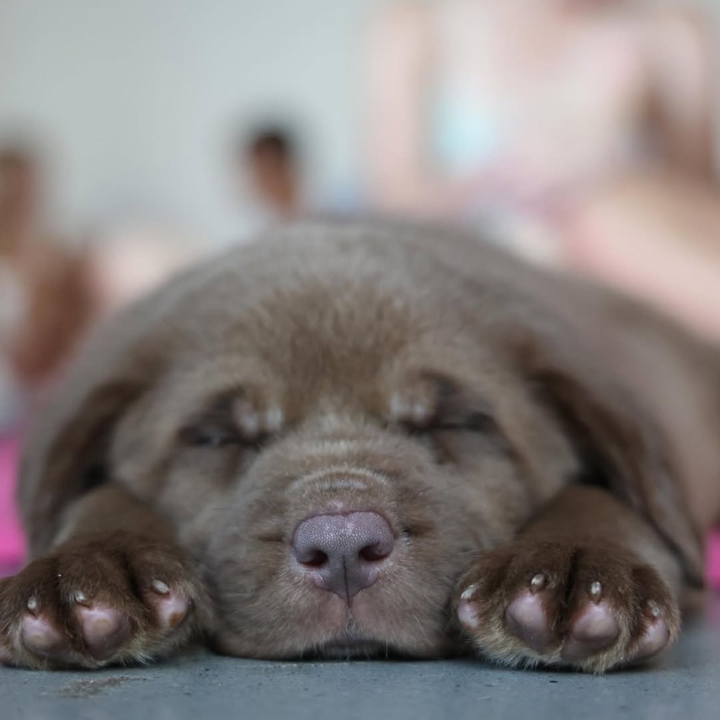Golden Retriever X Poodle Puppy Yoga