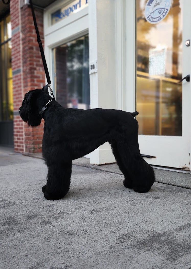The Seaport Paw 3