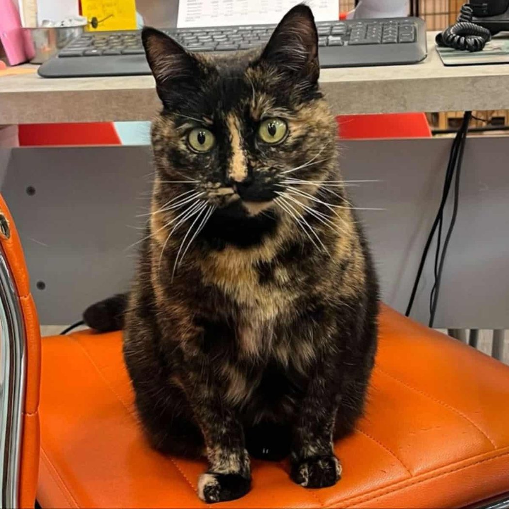 Friends of the Alameda Animal Shelter (FAAS) South Shore 1