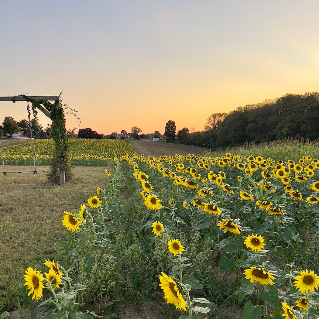 Whitetails Farm - Sunflower Field Experience 1
