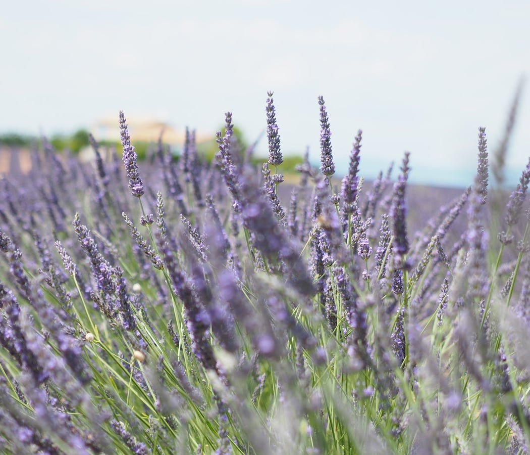 Lavender Trail 5