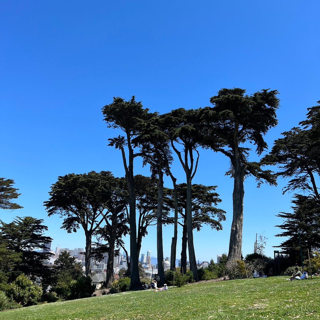 Alamo Square Dog Play Area 2