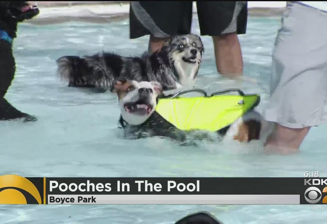 Pooches in the Pool 1