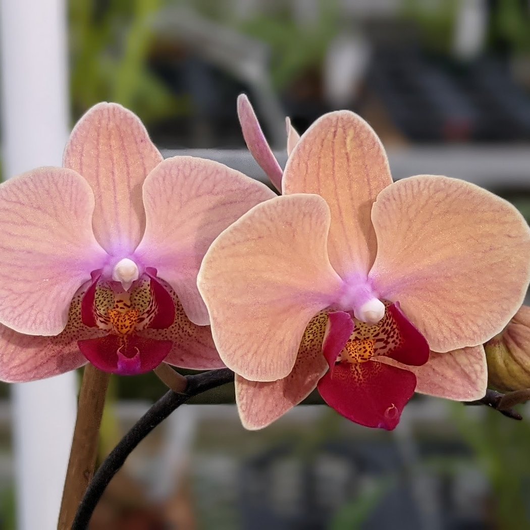 Paradis Des Orchidées (Le) 1