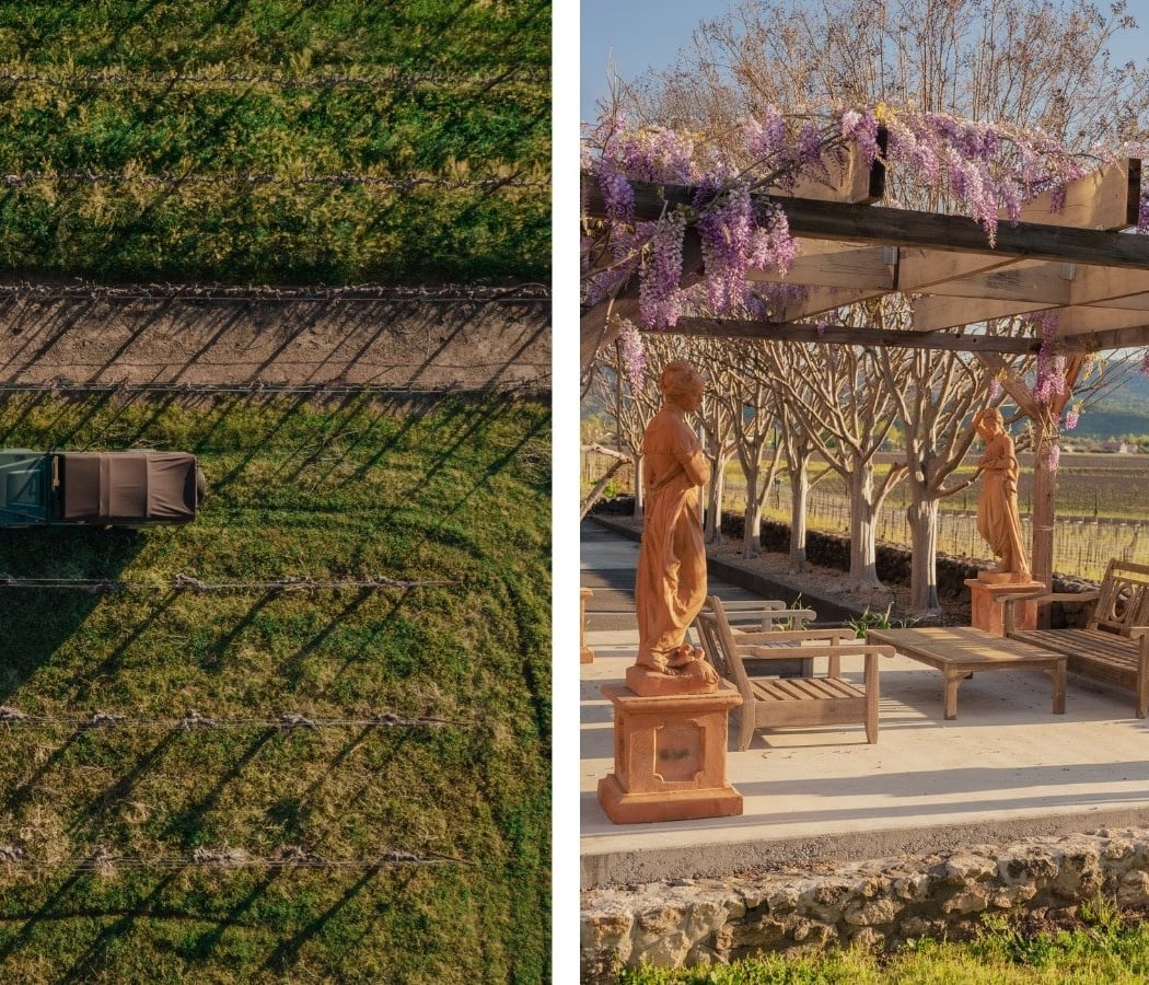 Cathiard Vineyard 2