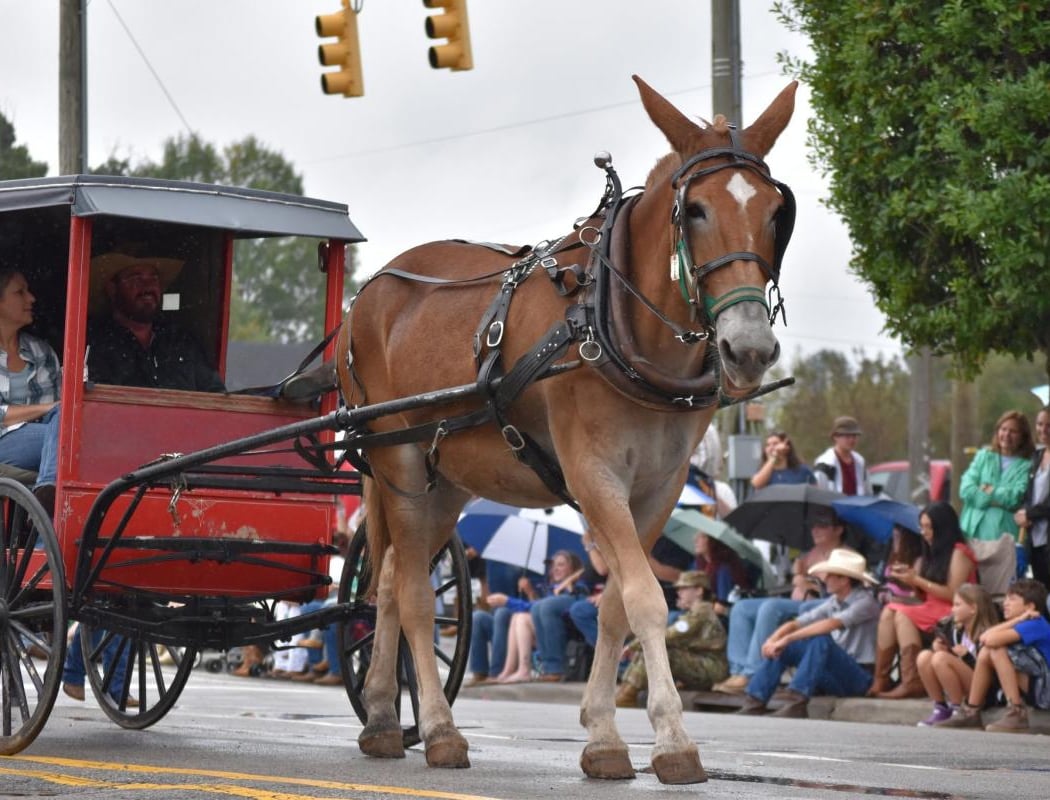 Benson Mule Days 1