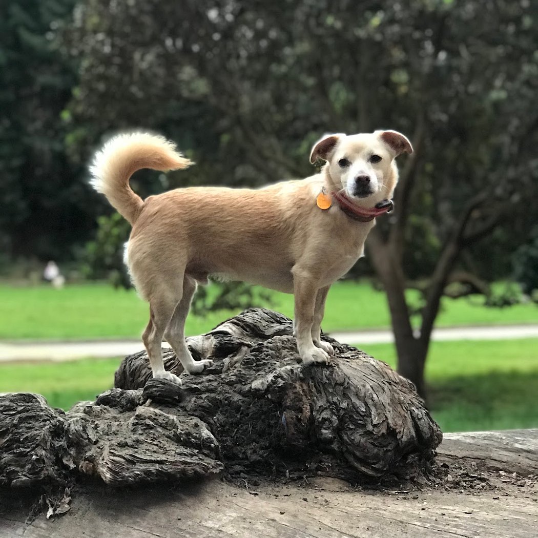 Dog Park | Pine Lake Park 1