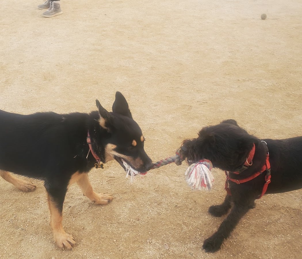Cipriani Dog Park 1