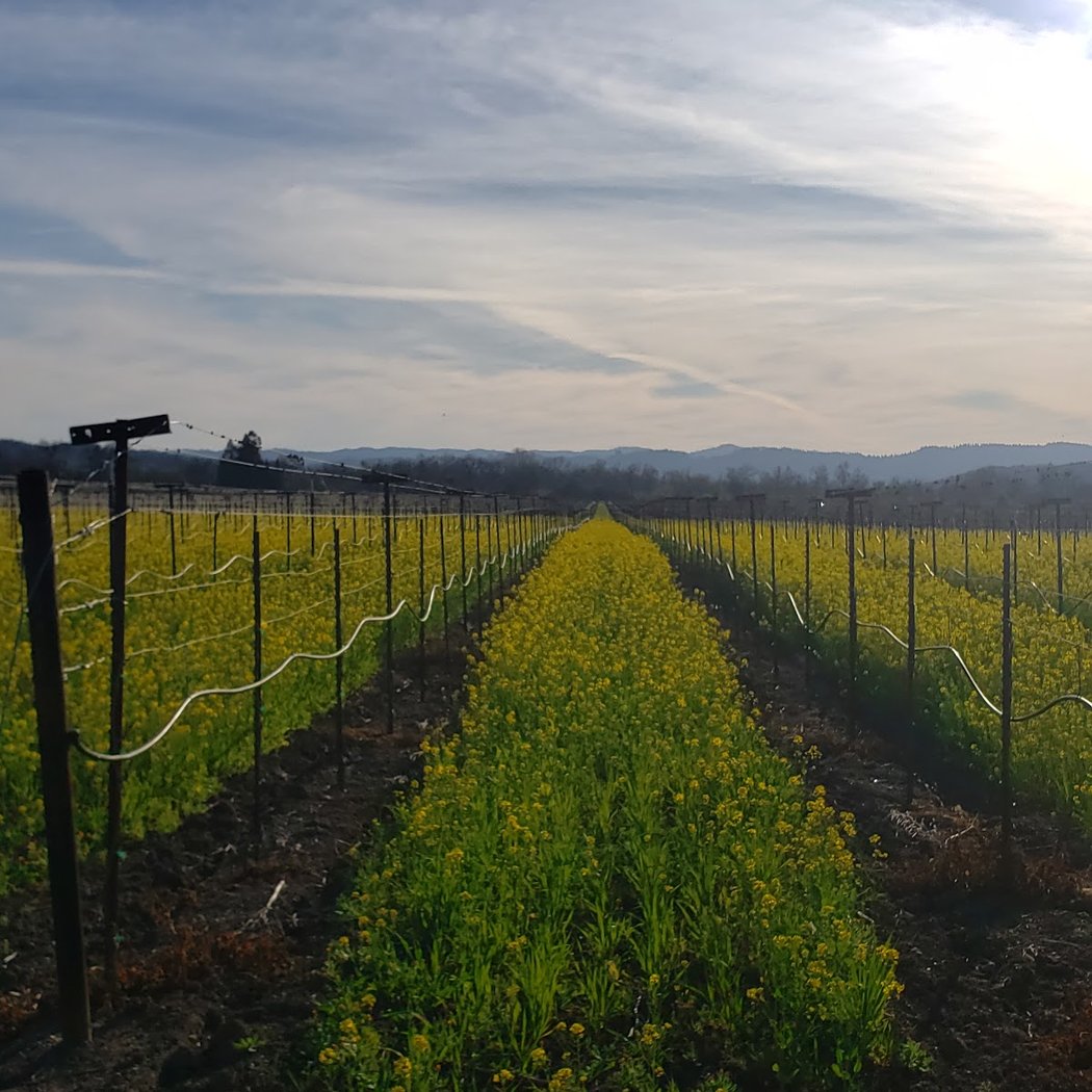 Alexander Valley AVA 3