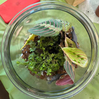 Closed Eco-System Terrarium Class 3