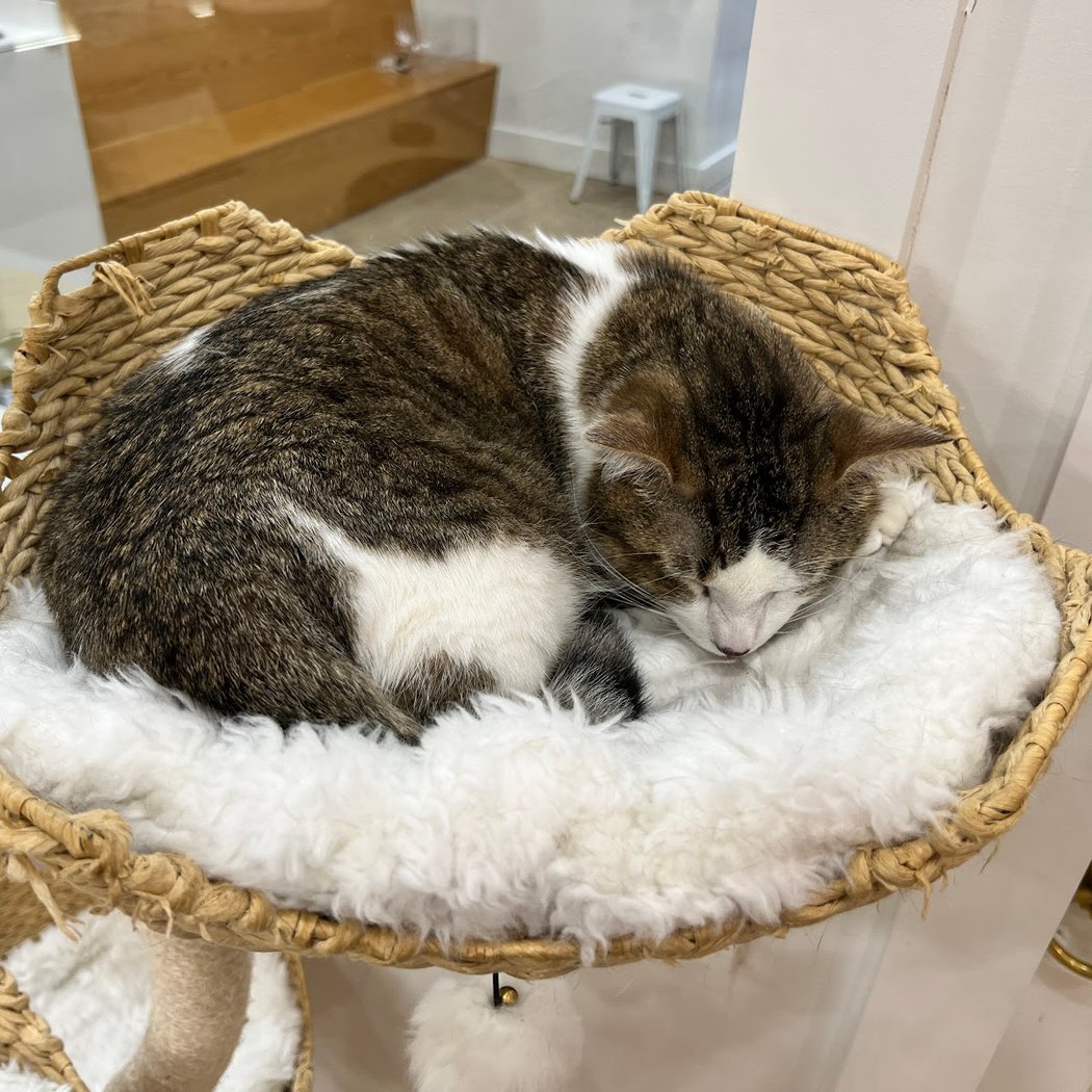 Kitties Yoga Class 3