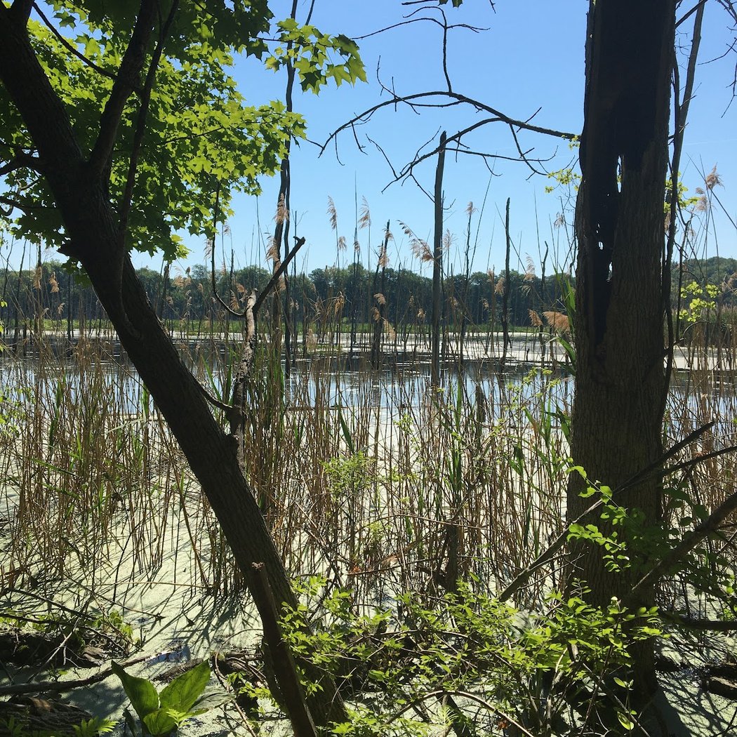 Vlei Marsh Trail 2
