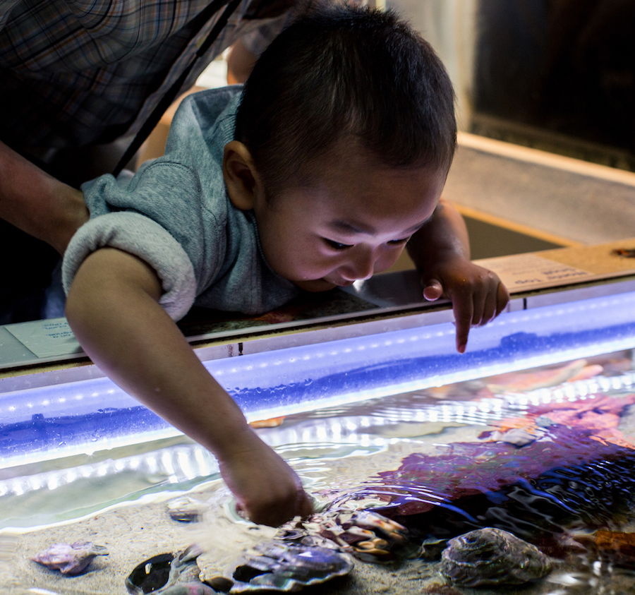 Sea Star Feedings & Touch Tanks Experience 2