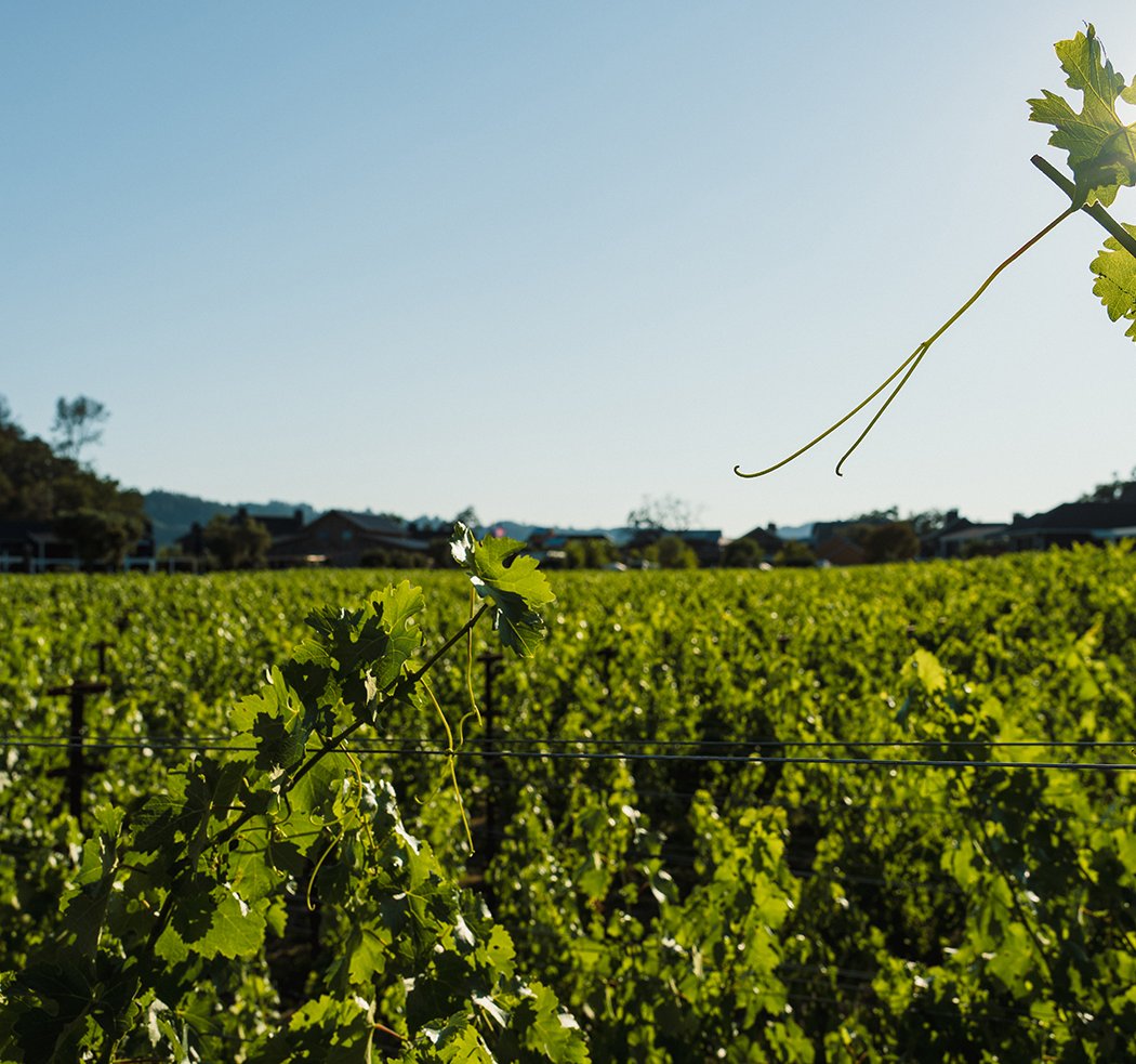 Elusa Winery 1