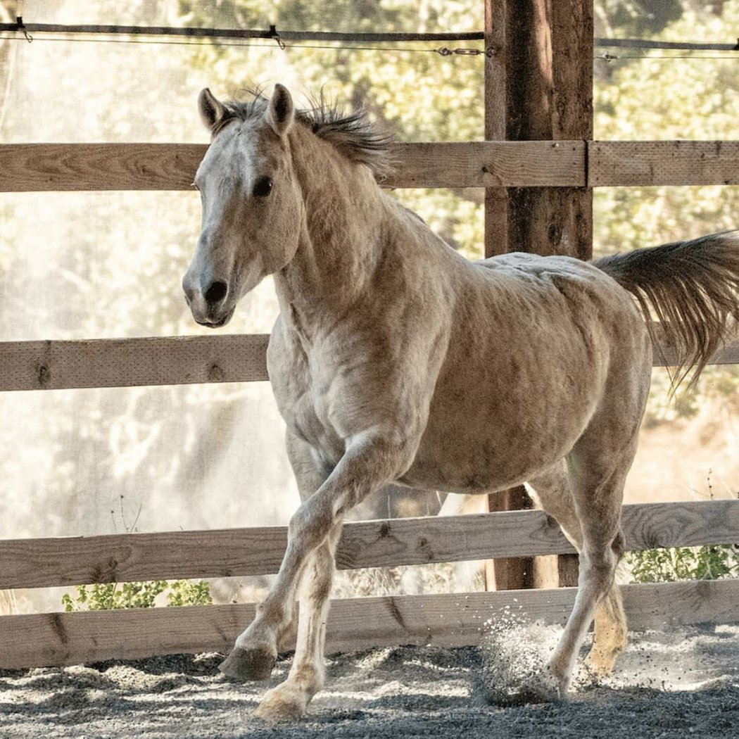 Sunrise Horse Rescue 1