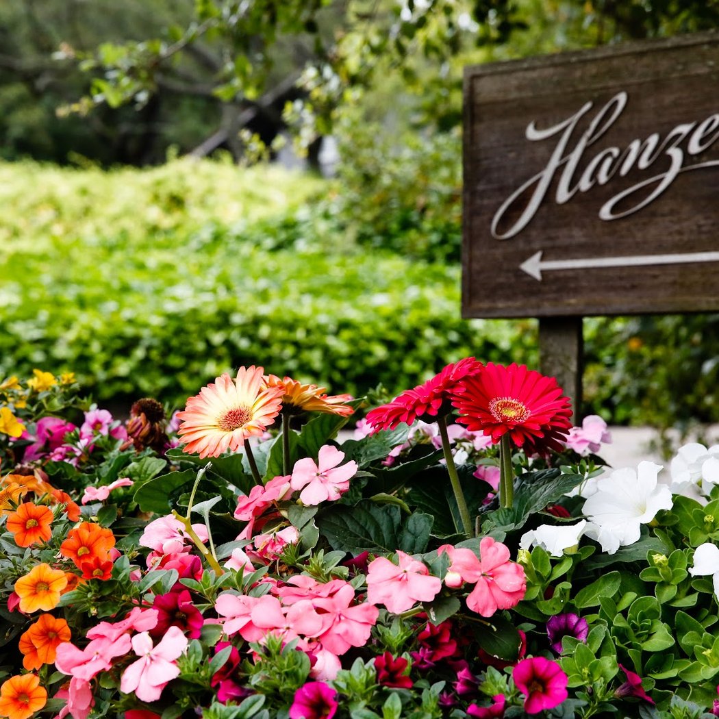 Hanzell Vineyards 2