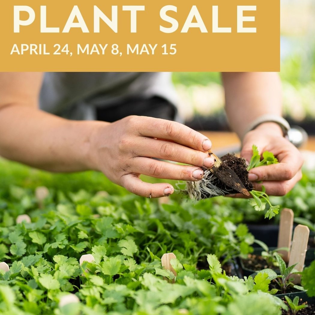 Plant Sale 1