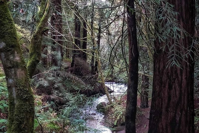Purisima Creek Trail 2