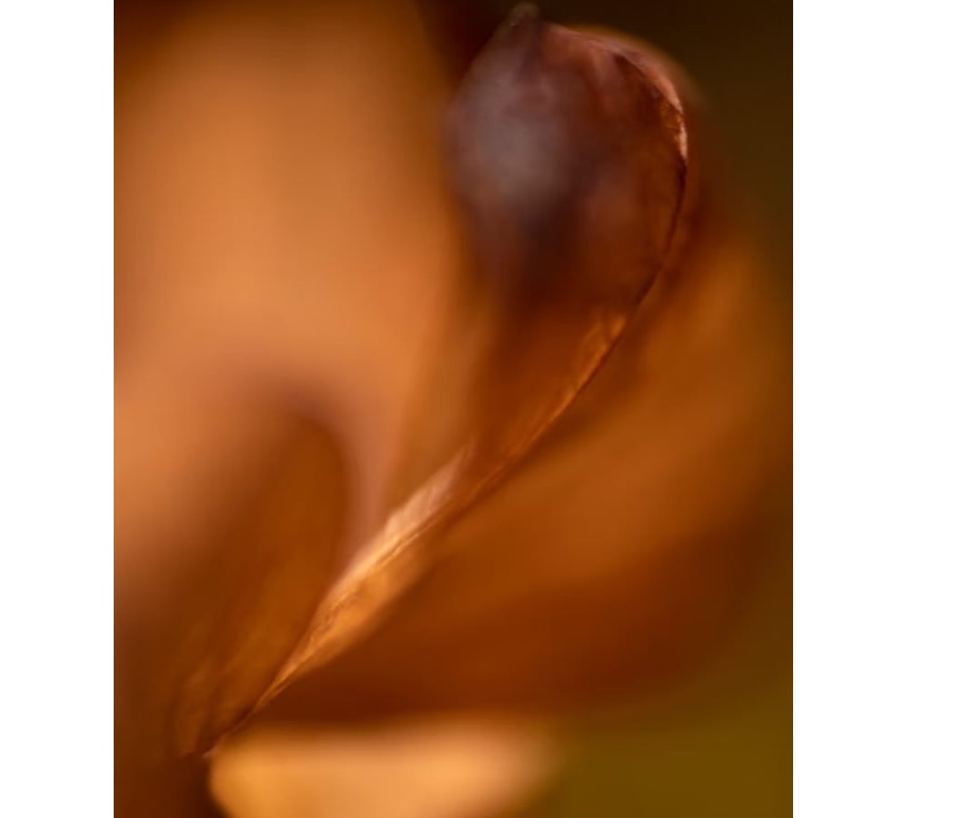 Abysses végétales 1