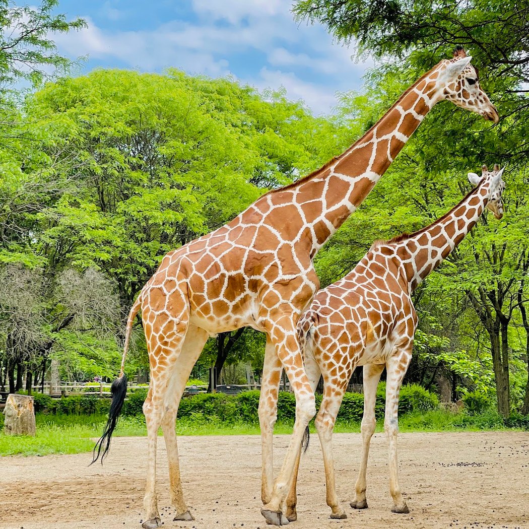Brookfield Zoo Chicago 2
