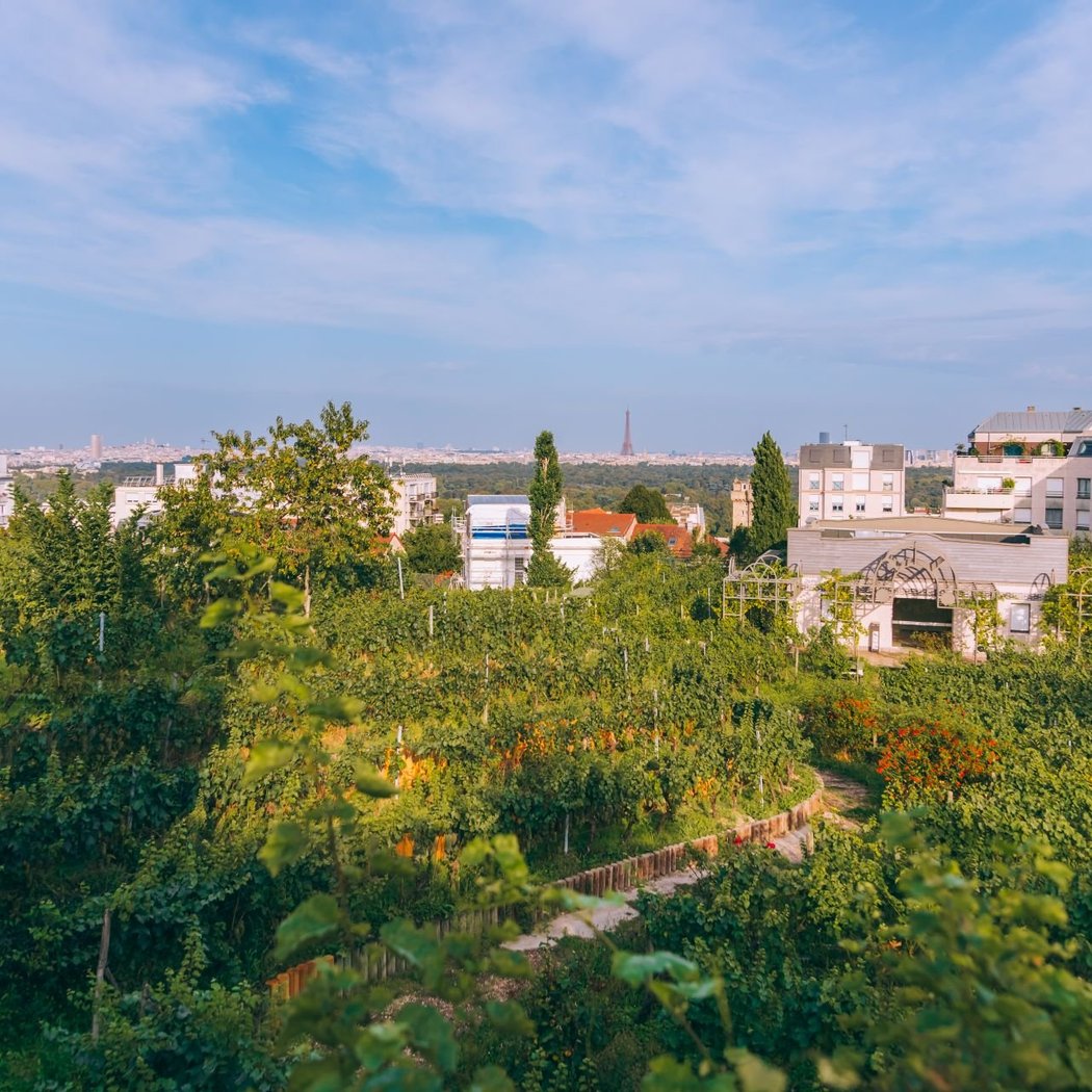Suresnes Vineyard 2