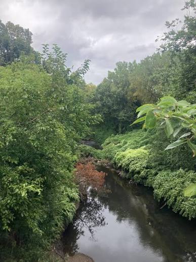 Bronx River Forest 2