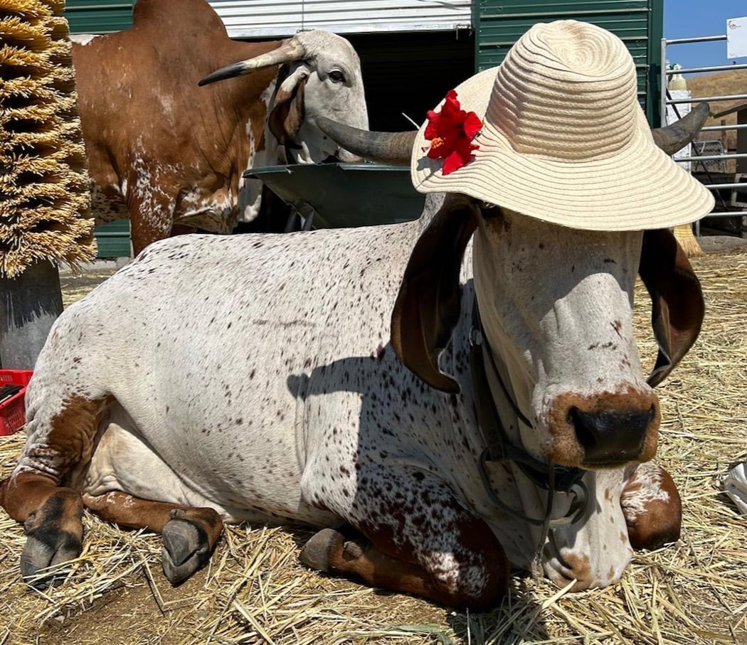 Sri Krishna Balaram Goshala (Cow sanctuary) 1