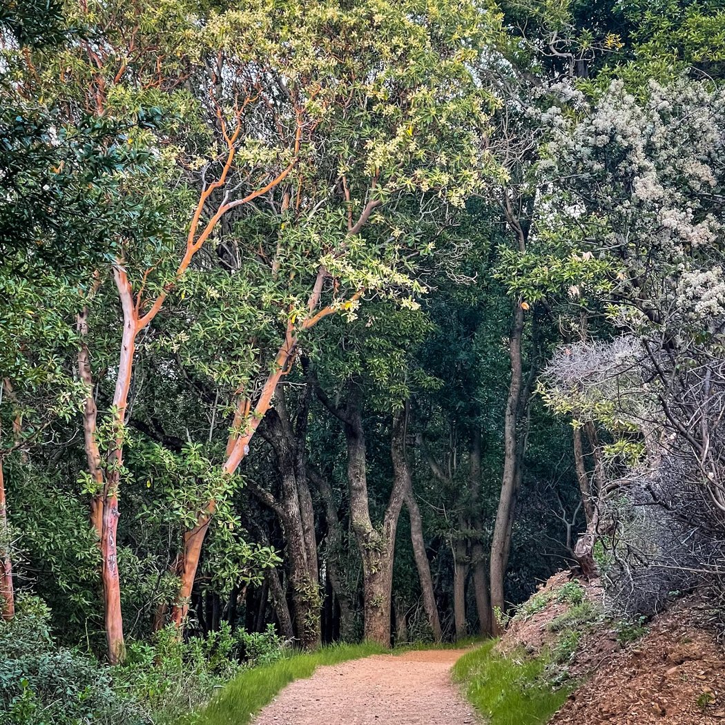 Mount Umunhum Trail 3