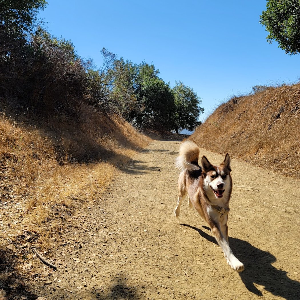 Octopus Trail 1