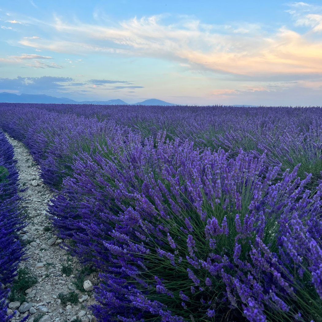 Valensole Lavender field 1