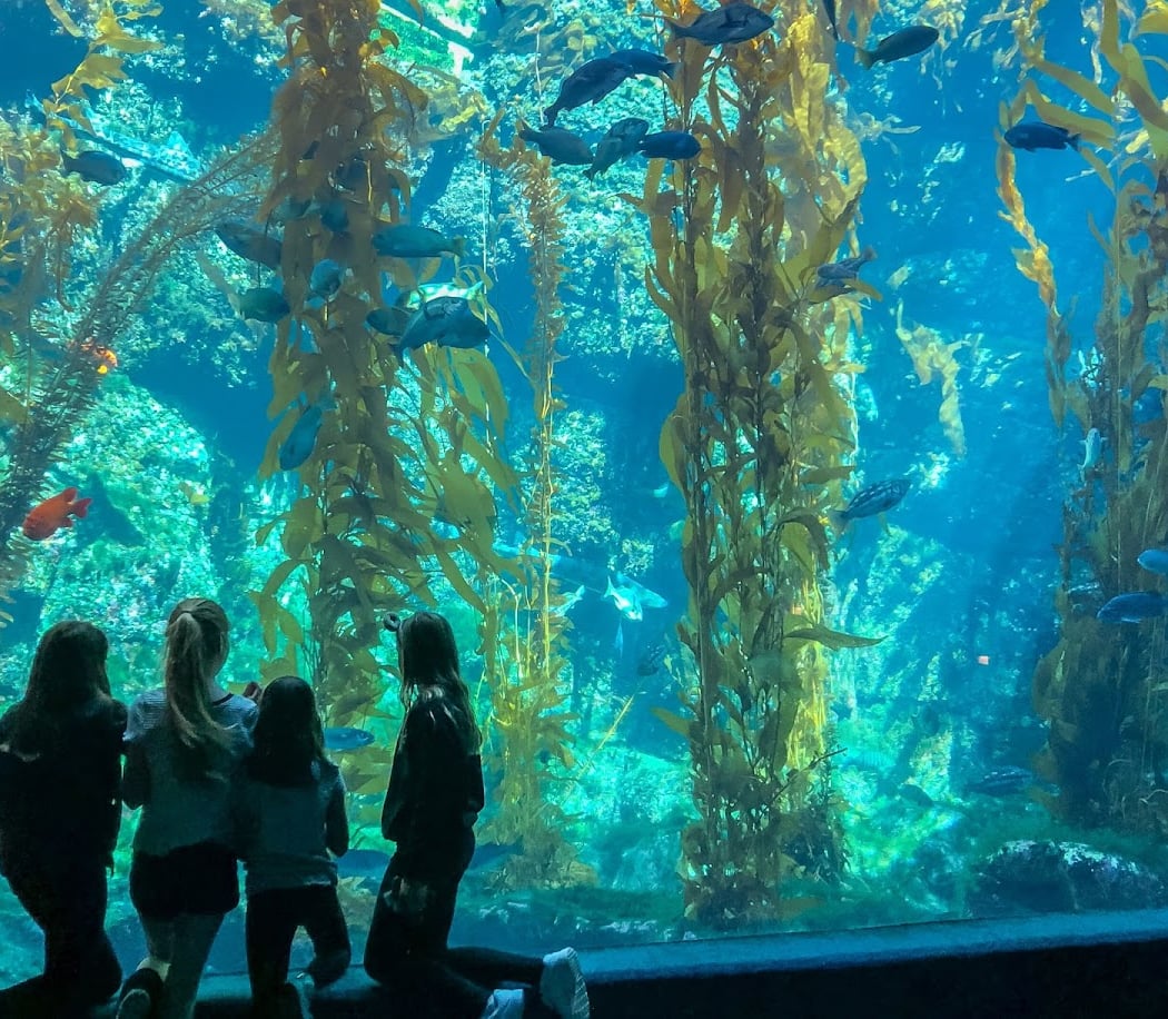Behind-the-Scenes: Seahorse 2