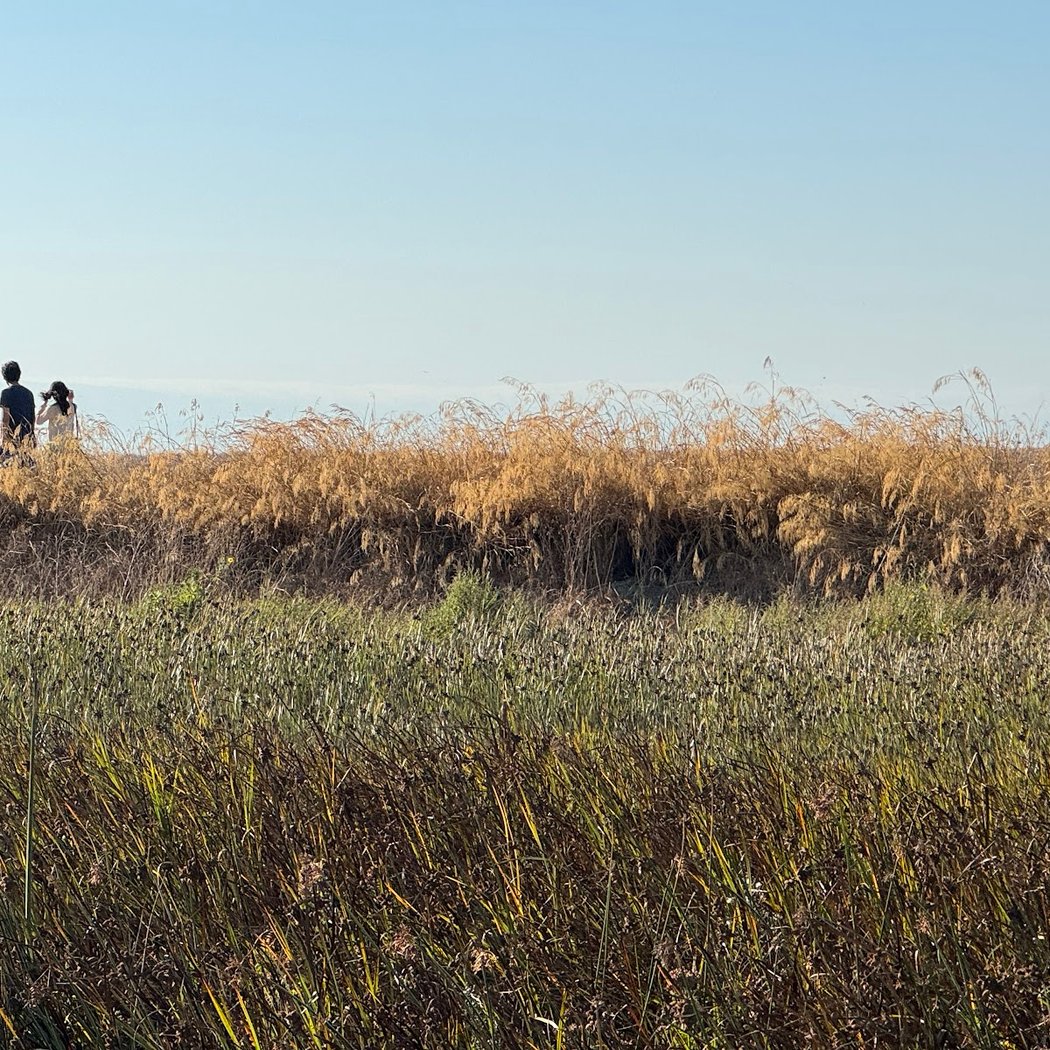 Alviso Slough Trl 2