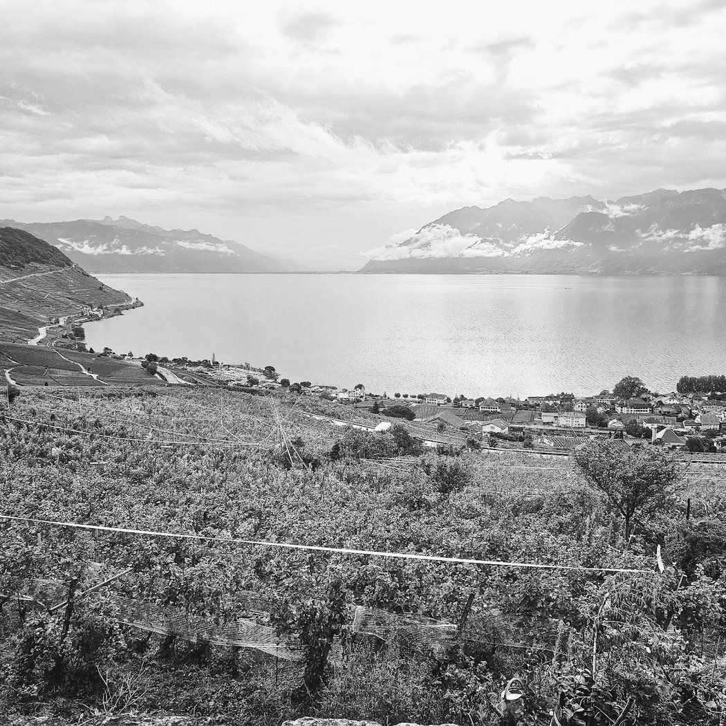 Terrasses viticoles de Lavaux - Cully 3