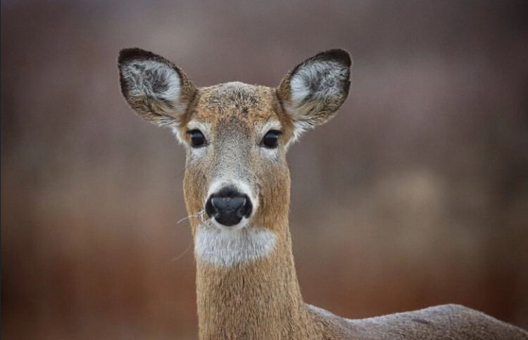 Nature Time Stories: Deer 1
