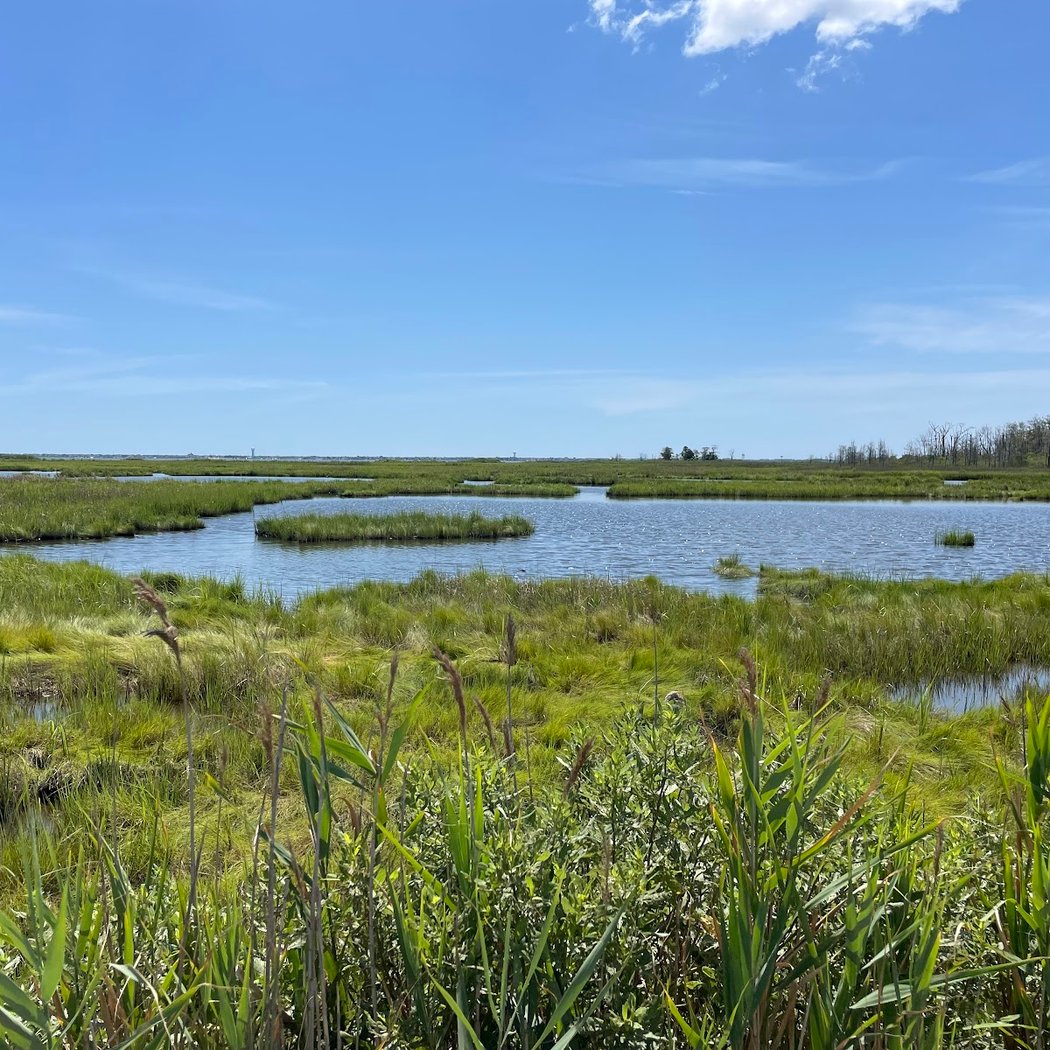 Cattus Island County Park 3