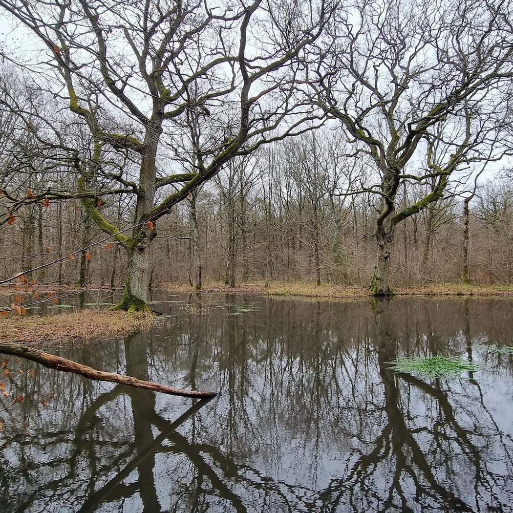 Foret de Rougeau 2