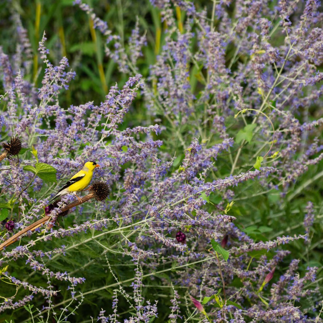 Summer Birding 1