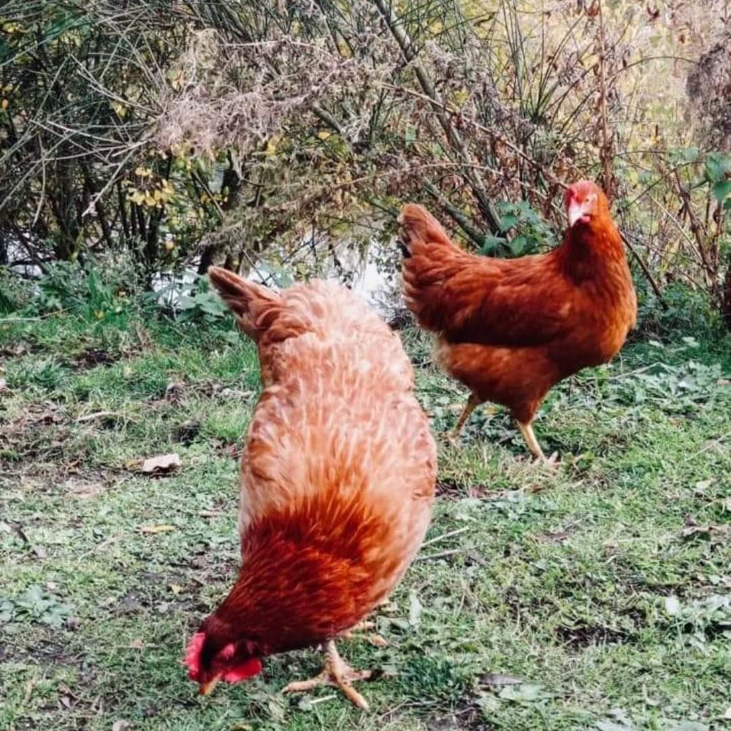 Les Poulettes du marais 1