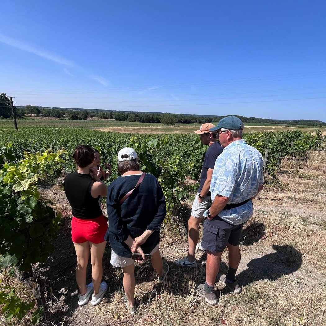Vineyard et Vélo 2