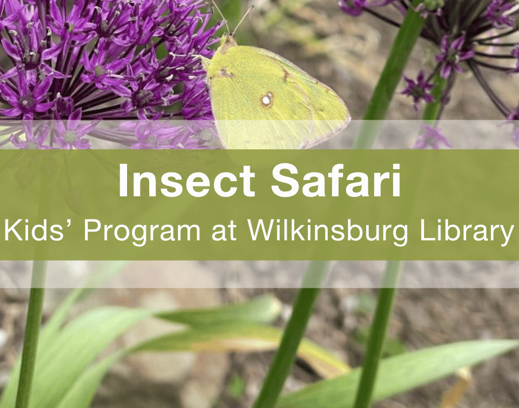 Insect Safari 1