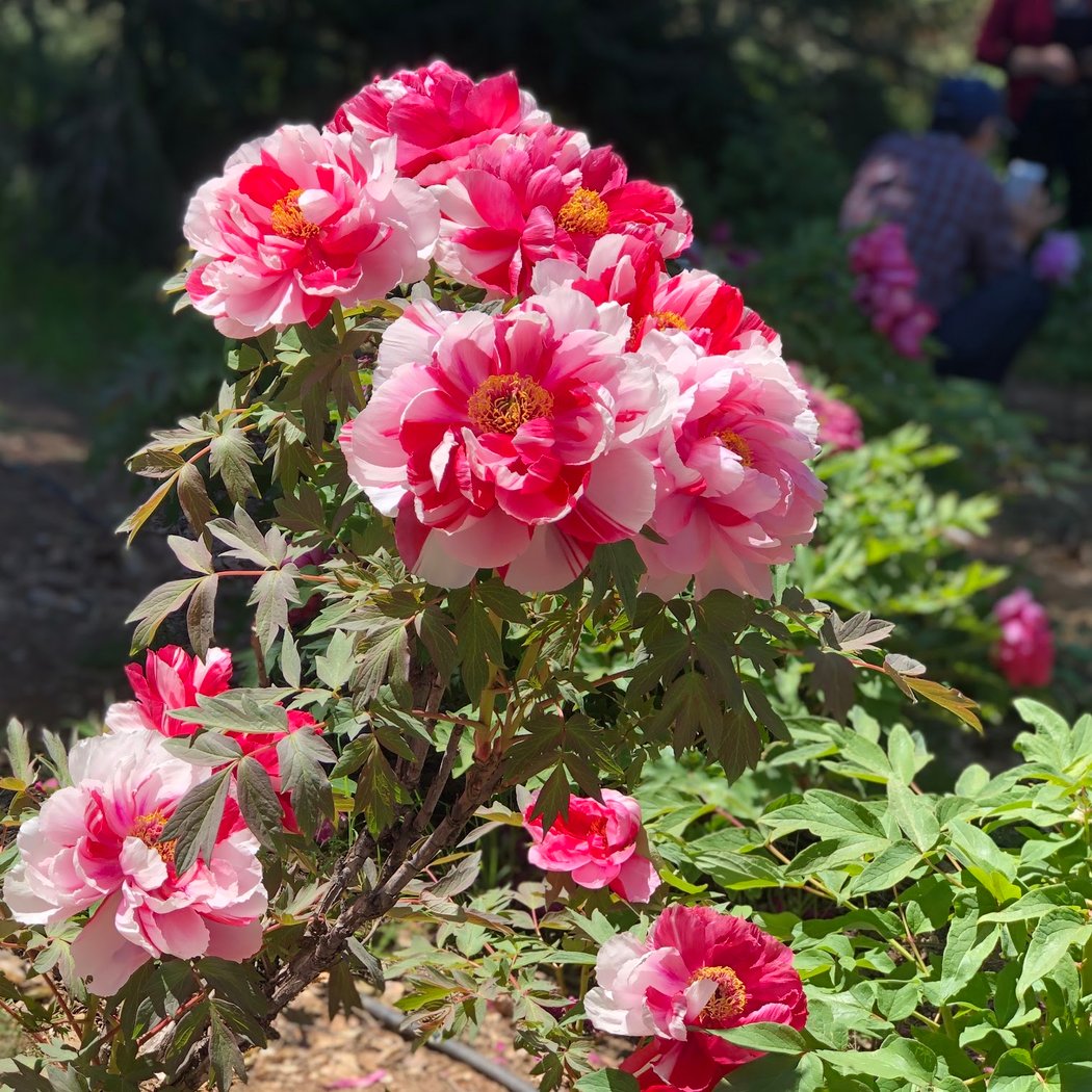 CharMarron Peony Nursery 3