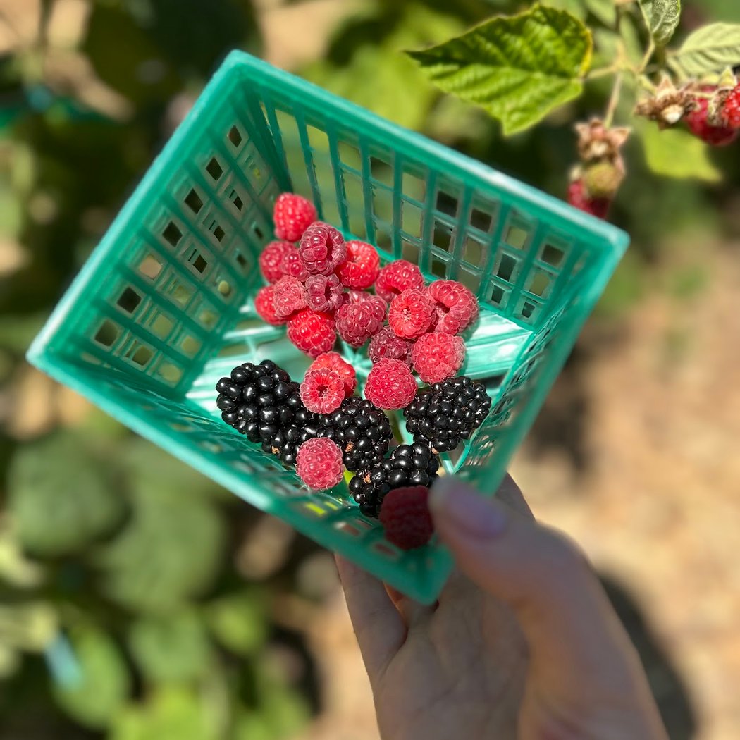 Ma'alot Farms 1