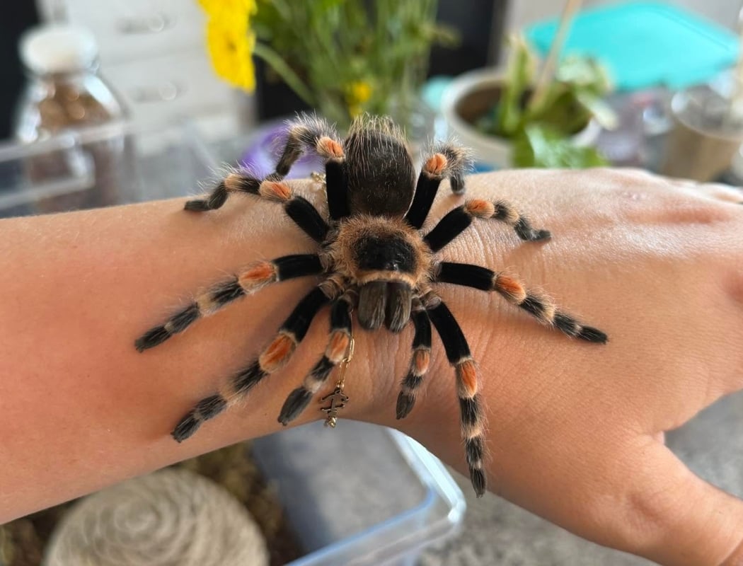 Bugs on Wheels with The Bug Lady 2