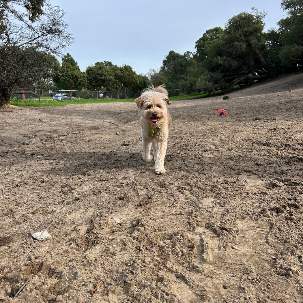 Brotherhood & Alemany Dog Play Area 2