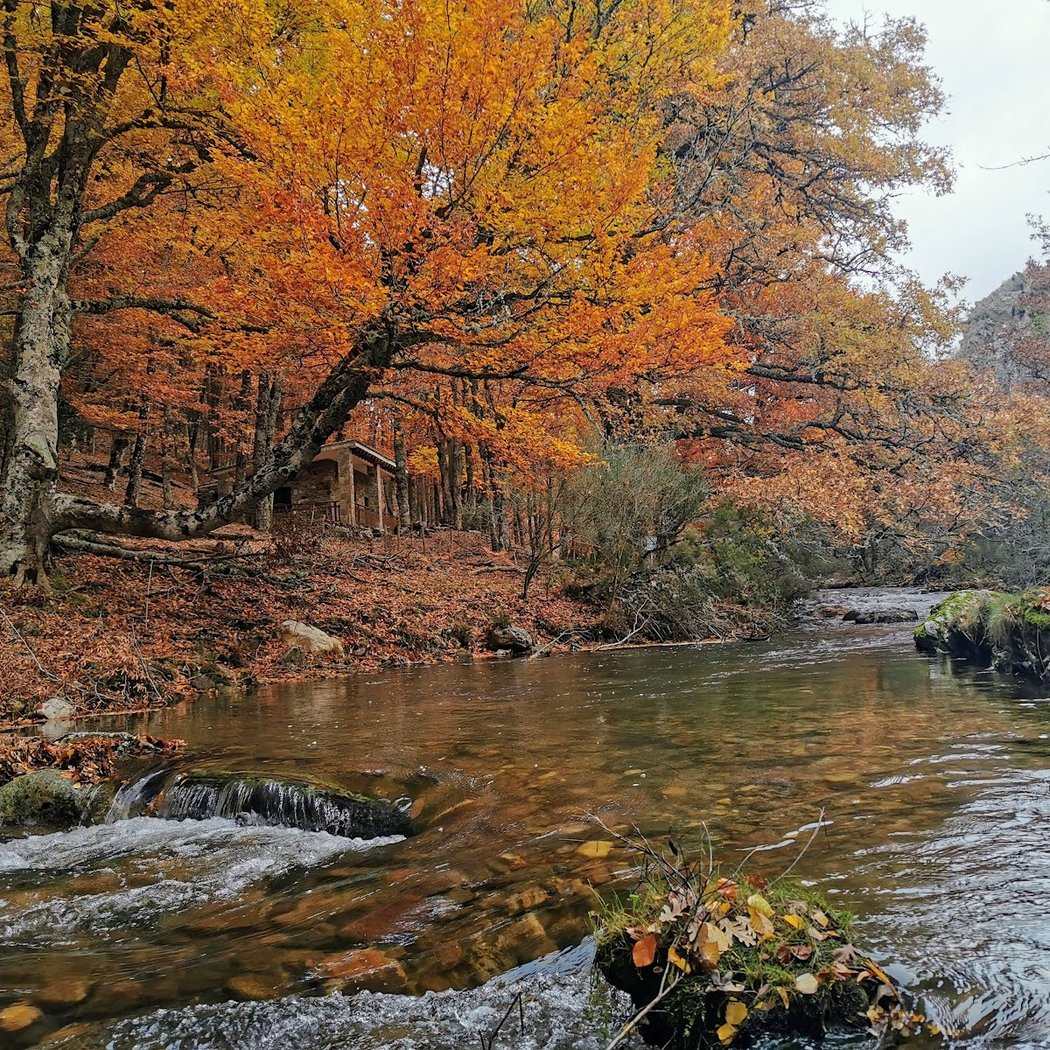 Hayedo de Montejo de la Sierra 1