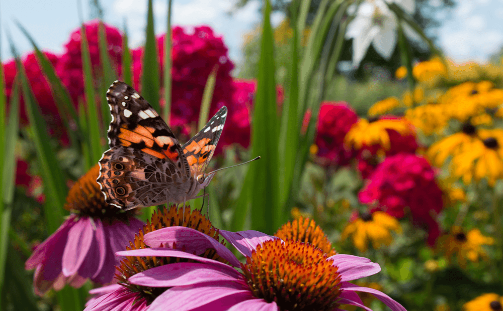 The Great Southeast Pollinator Census 4