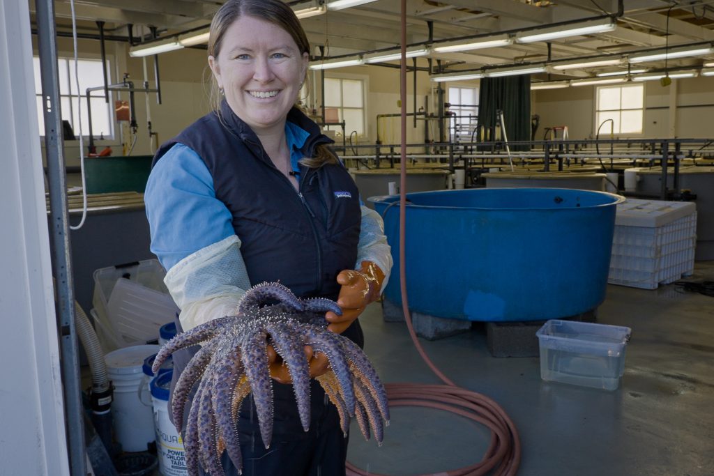 Finding Vibrio pectenicida, a causative agent of Sea Star Wasting Disease 1