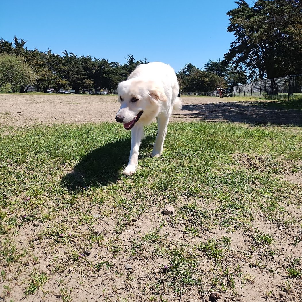 Alameda Dog Park 2